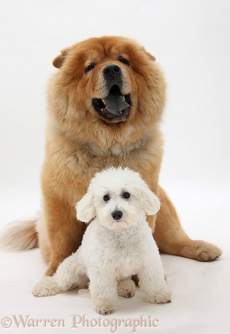 Bichon Frise dog, Louie, 5 months old, with Chow Chow dog, Chico, white background