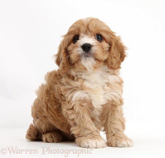 Cavapoo pup, 6 weeks old, white background