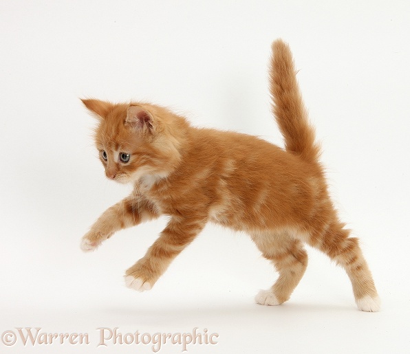 Ginger kitten, Butch, 7 weeks old, running across, white background