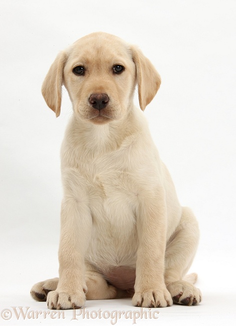 Yellow Labrador Retriever puppy, 10 weeks old, sitting, white background