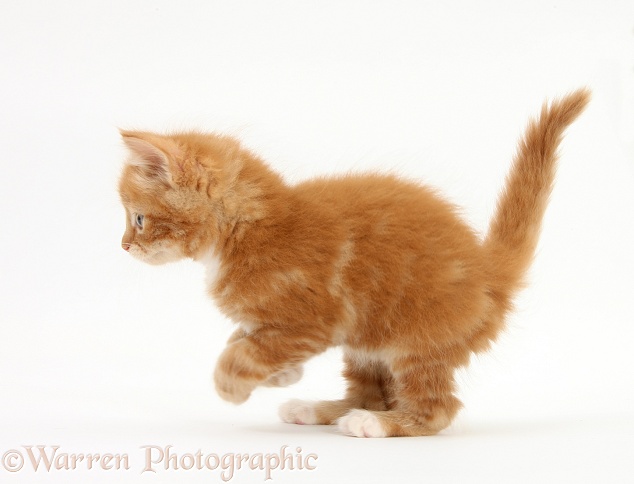 Ginger kitten, Butch, 7 weeks old, running across, white background