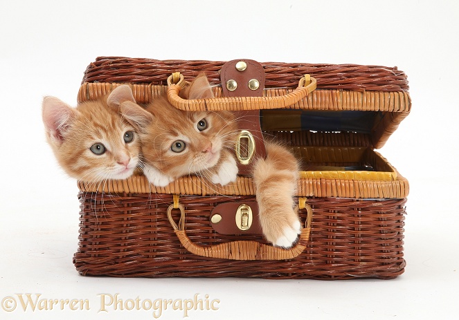 Ginger kittens, Butch and Tom, 9 weeks old, playing in a wicker basket case, white background