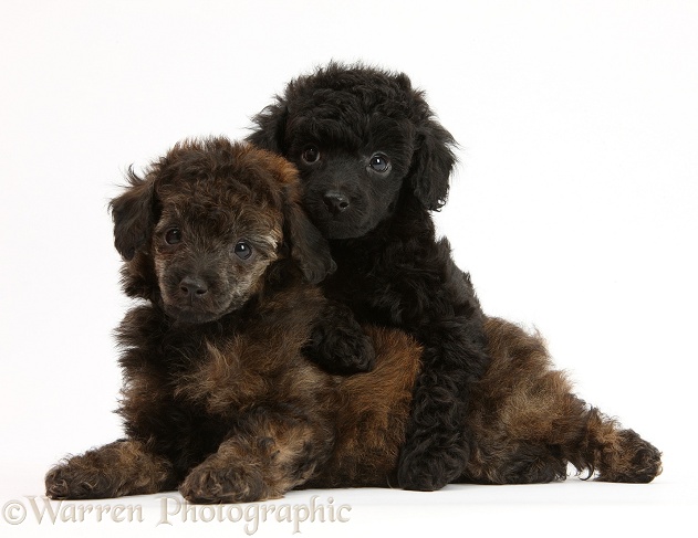 Black and red merle Toy Poodle pups, 7 weeks old, white background