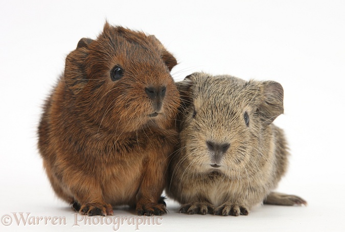 Baby Guinea pigs, white background