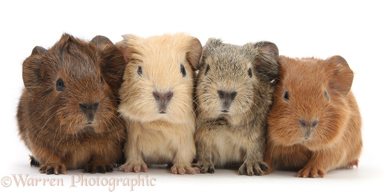 Four baby Guinea pigs in a row, white background