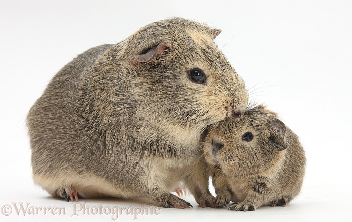 Yellow-agouti adult and baby Guinea pigs, white background