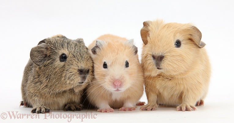 Baby Guinea pigs and Golden Hamster, white background