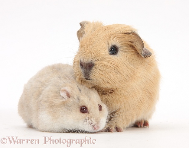 Baby Guinea pig and Russian Hamster, white background
