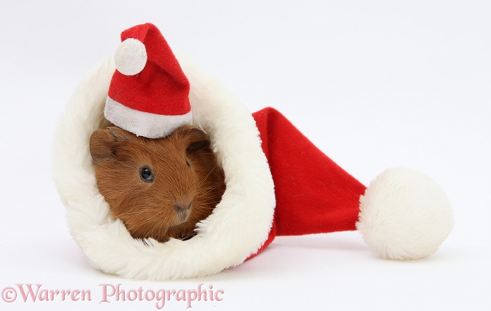 Baby Guinea pig in and wearing a Father Christmas hat, white background