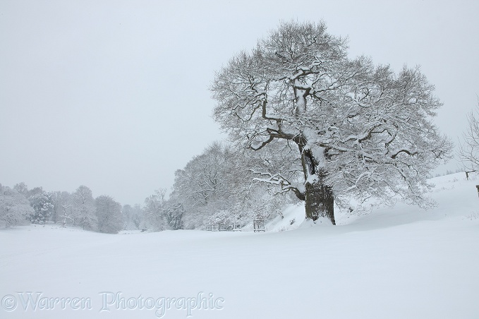 Oak tree with snow in Albury Park.  Surrey, England