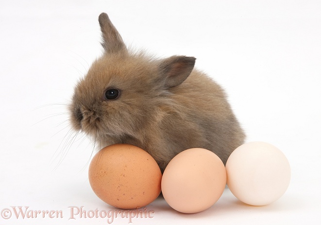 Baby Lionhead-cross rabbit with hen's eggs, white background