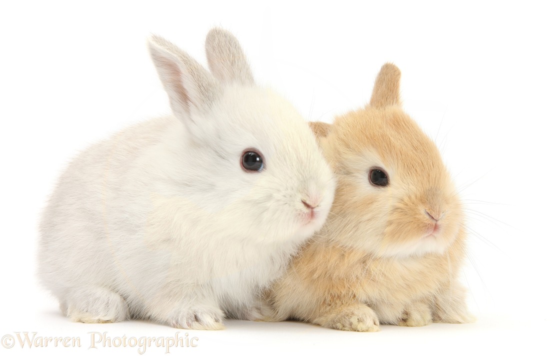Baby Lop rabbits, white background