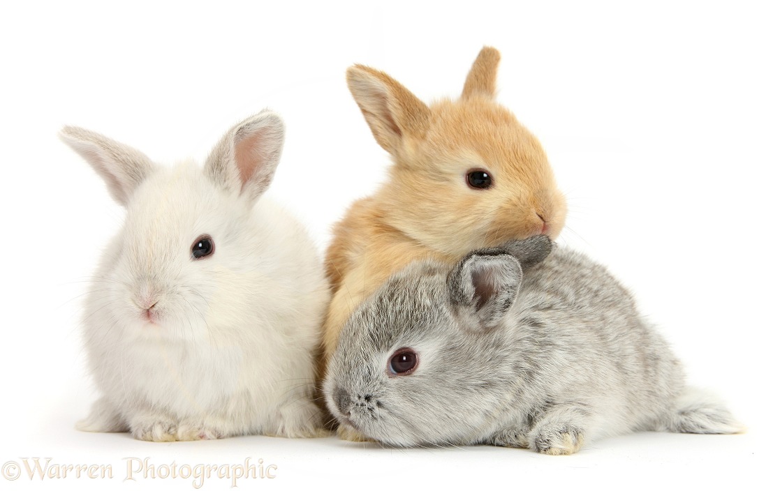 Three cute baby Lop rabbits, white background