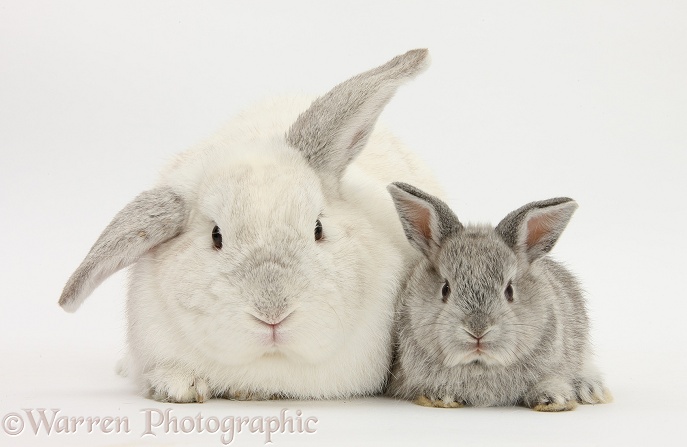 White and silver Lop rabbits, white background