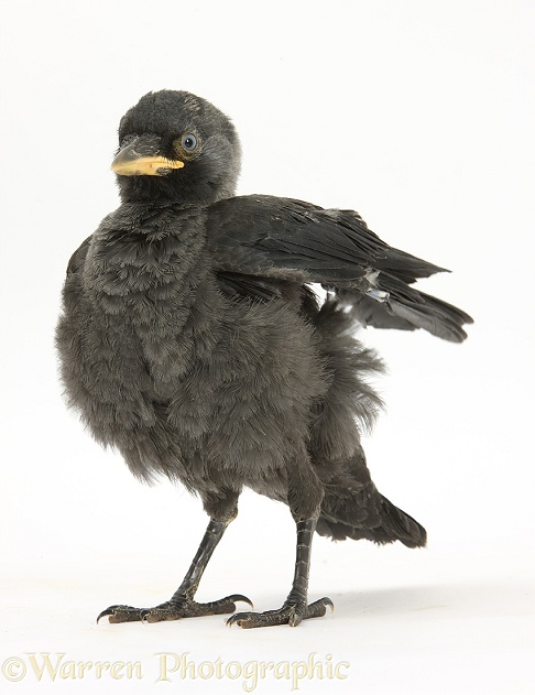 Baby Jackdaw (Corvus monedula), white background