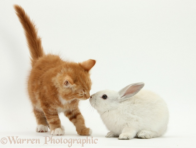 Ginger kitten, Butch, 10 weeks old, nose-to-nose with young white rabbit, white background