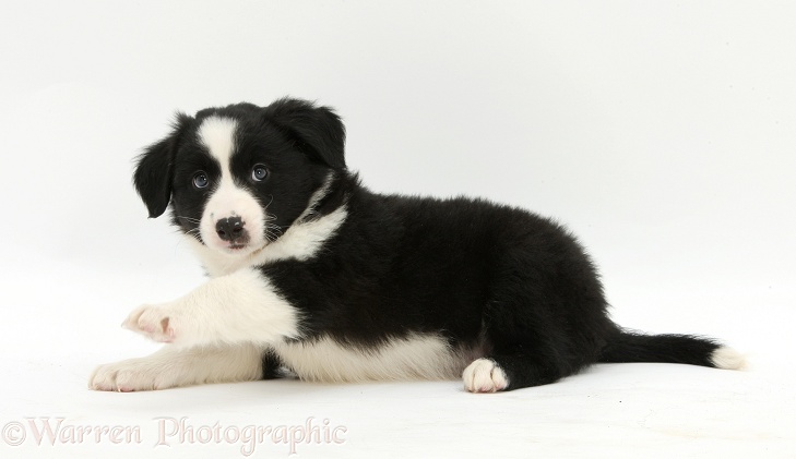 Black-and-white Border Collie pup, white background