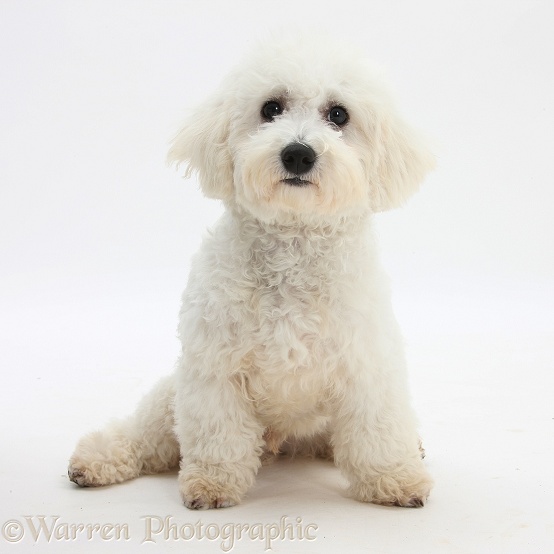 Bichon Frise dog, Louie, 4 months old, sitting, white background