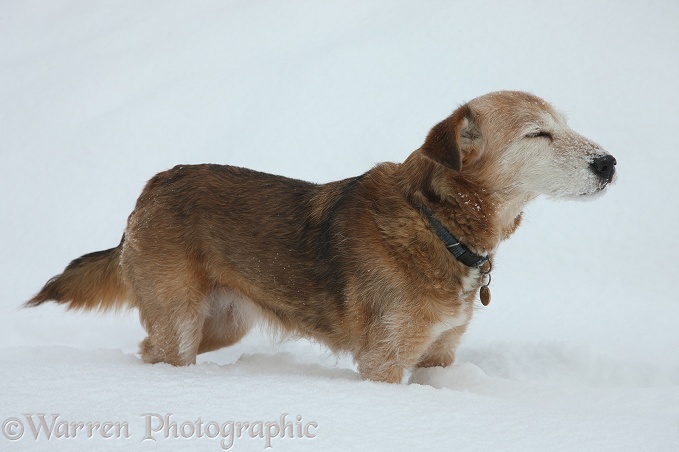 Lakeland Terrier x Border Collie, Bess, feeling the cold in deep snow