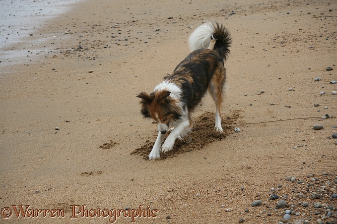 Sable Border Collie Teal digging in sand