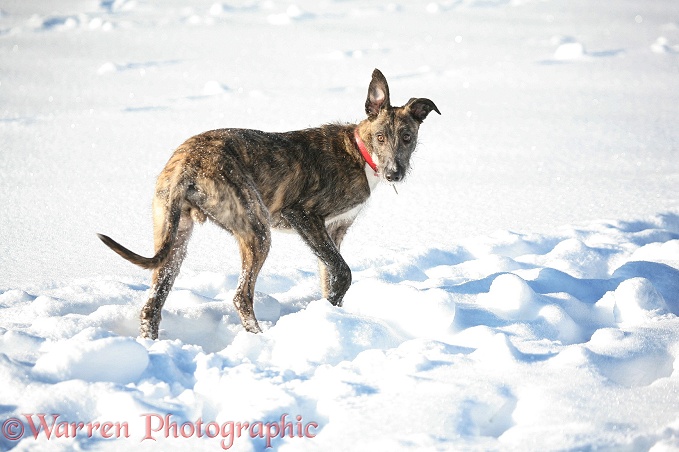 Deerhound lurcher, Kite, in snow