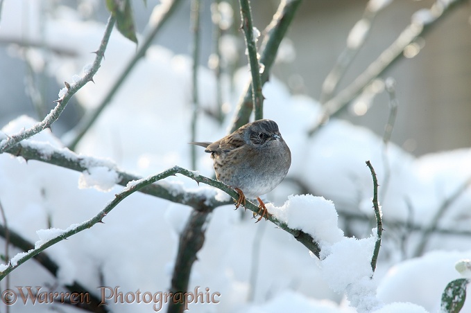 Dunnock (Prunella modularis) on a cold winter's day