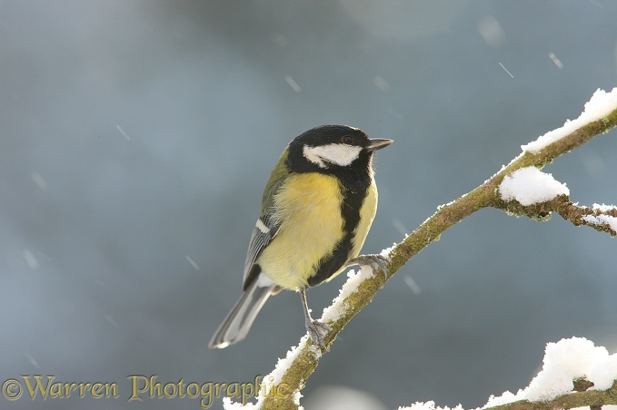 Great Tit (Parus major) on a snowy branch