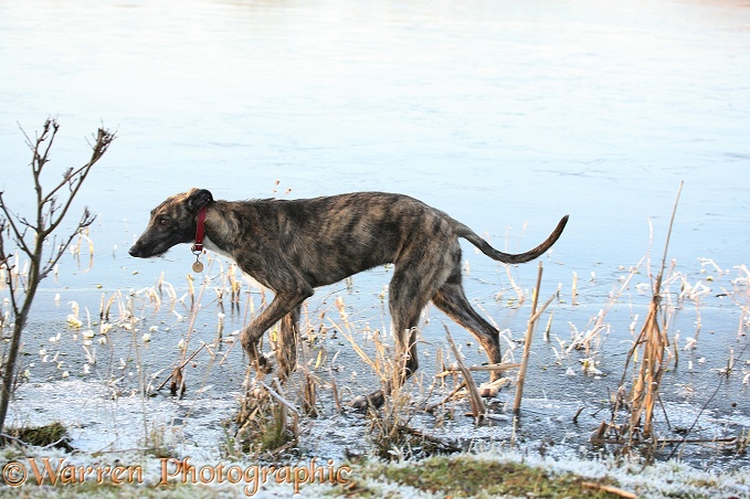 Deerhound lurcher, Kite, on a frozen lake