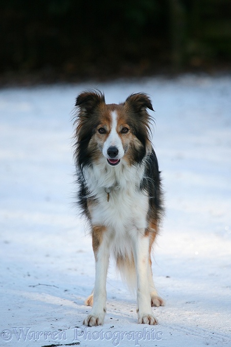 Sable Border Collie Teal portrait in snow