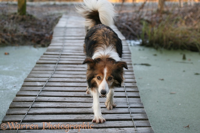 Sable Border Collie, Teal, on a board walk
