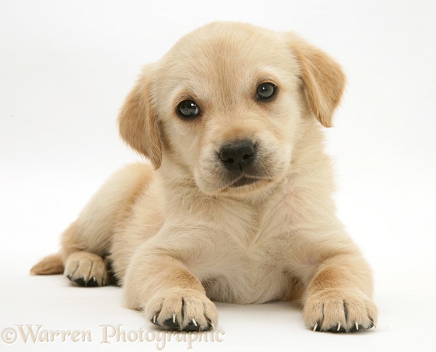 Retriever-cross pup lying with head up, white background