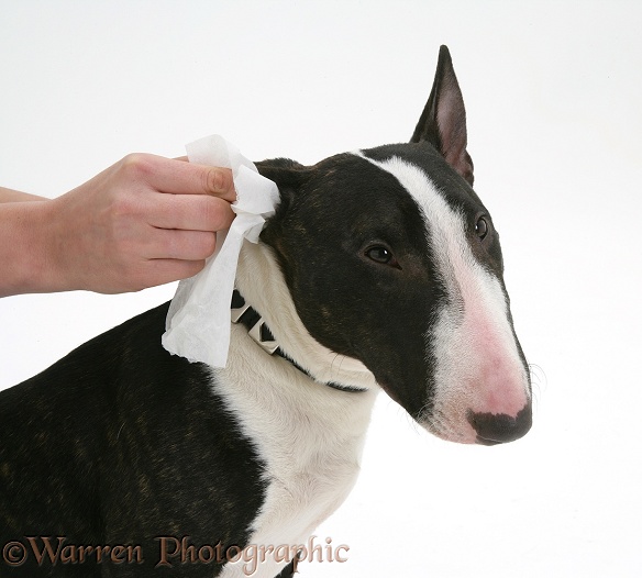 Cleaning an English Bull Terrier's ears, white background