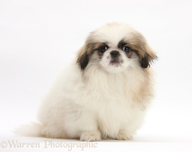 Parti colour Pekingese pup, Kiki, 11 weeks old, white background