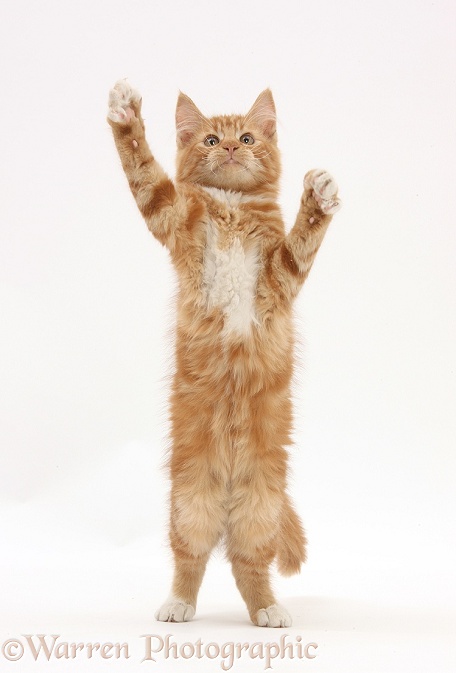 Ginger kitten, Butch, 3 months old, standing up and reaching out, white background