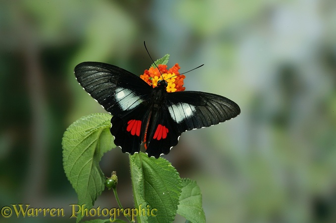 Cattleheart Butterfly (Paradis arcas) on Lantana