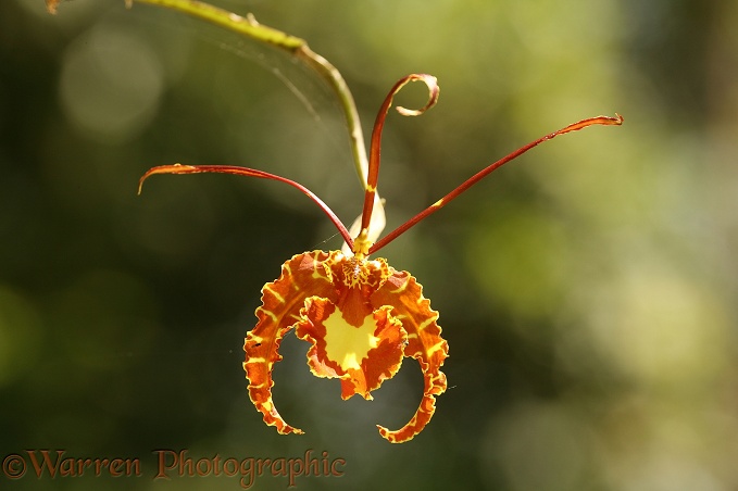 Wild orchid.  Trinidad