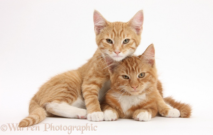 Two ginger kittens, Tom and Butch, 3 months old, lounging together, white background