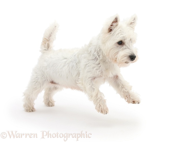 West Highland White Terrier, Betty, leaping across, white background