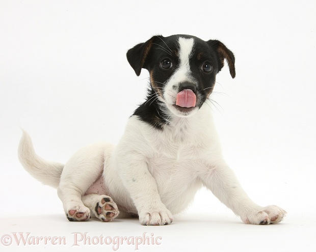 Jack Russell Terrier pup, Rubie, 9 weeks old, licking her nose, white background