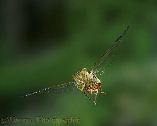 Cicada (Cicadoidea) in flight