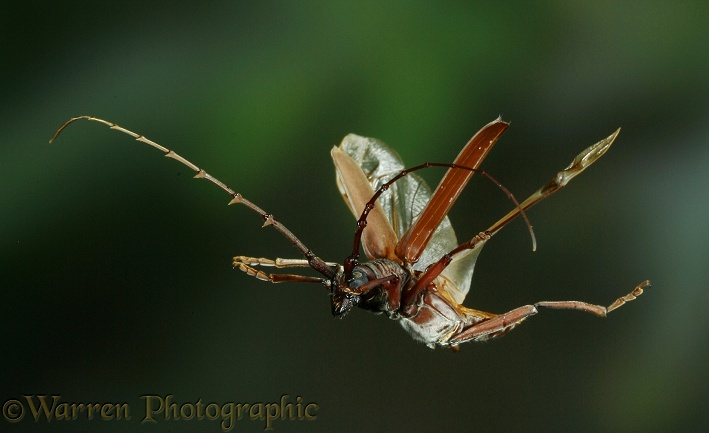 Longhorn beetle (Cerambycidae) in flight