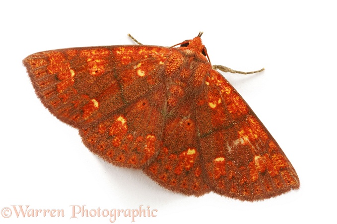 Orange moth (unidentified), white background