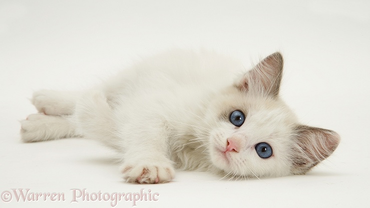 Blue-eyed Ragdoll kitten, white background