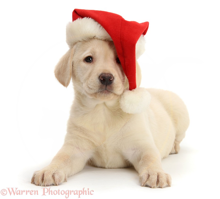 Yellow Labrador Retriever pup, 7 weeks old, wearing a Father Christmas hat, white background