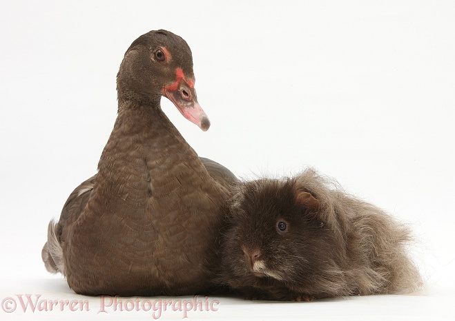 Chocolate Muscovy Duck and shaggy Guinea pig, white background
