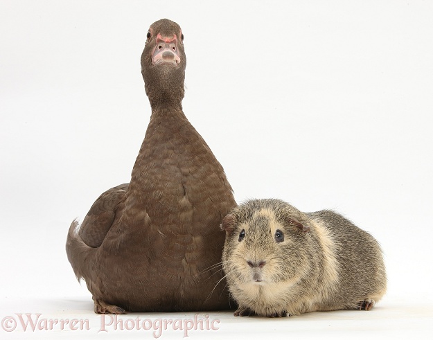 Chocolate Muscovy Duck and Guinea pig, white background