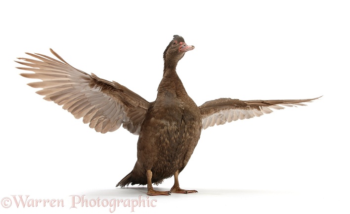 Chocolate Muscovy Duck, wing whirring, white background