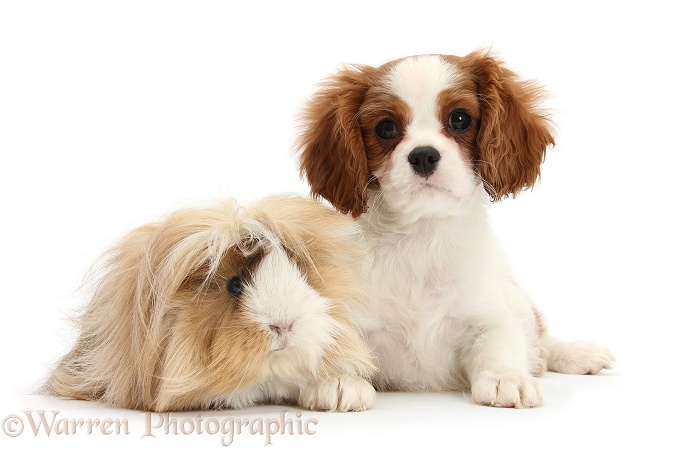 Blenheim Cavalier King Charles Spaniel pup, Harvey, 11 weeks old, with with a Guinea pig, white background