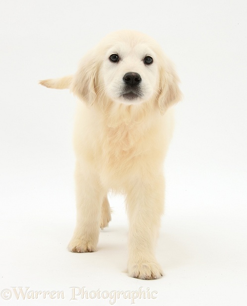 Golden Retriever pup, Daisy, 16 weeks old, walking, white background