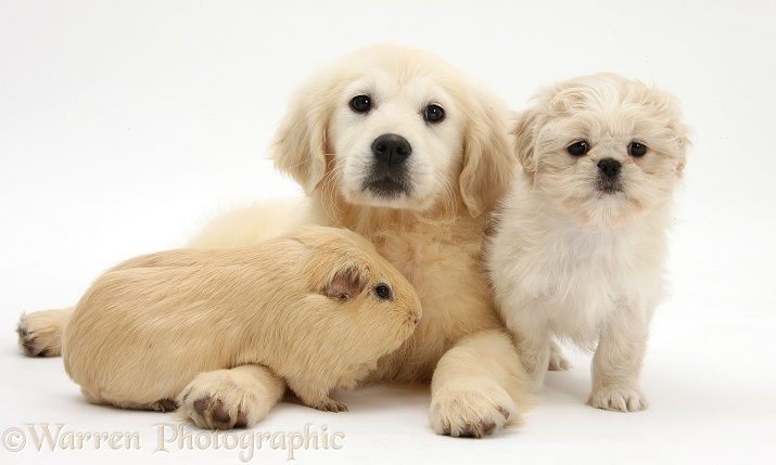 Golden Retriever pup, Daisy, 16 weeks old, with cream Shih-tzu pup, Lilly, 7 weeks old, and yellow Guinea pig, white background